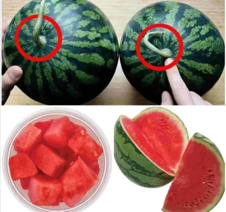 508178228 1276631607210440 6940469093099117084 n