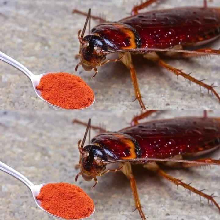 525918481 1309397513933849 4146312442839799007 n