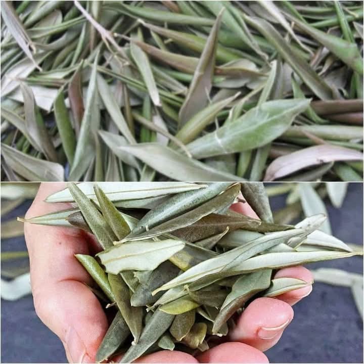 527588710 1941147763387877 4960593650817805962 n