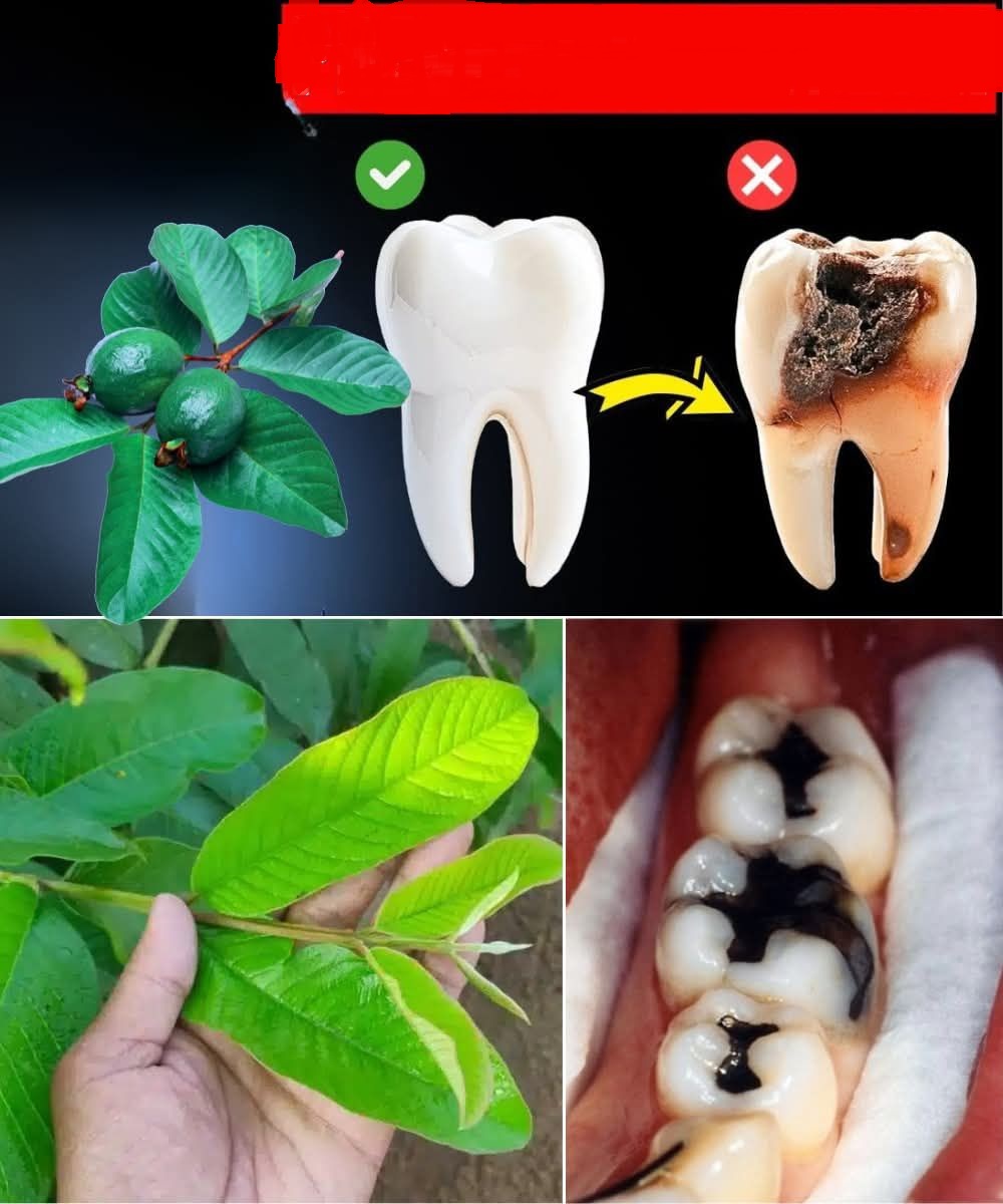 547210210 1588567135440752 2043183509164282782 n