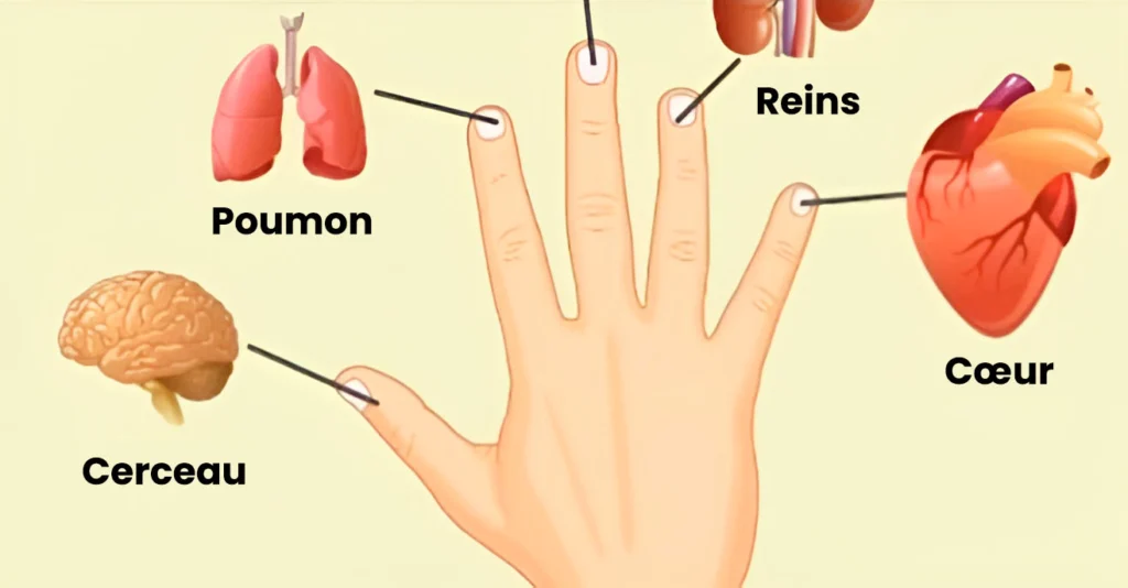 Chaque doigt est relie a deux organes decouvrez la methode japonaise dauto guerison en seulement 5 minutes 1024x534.jpg