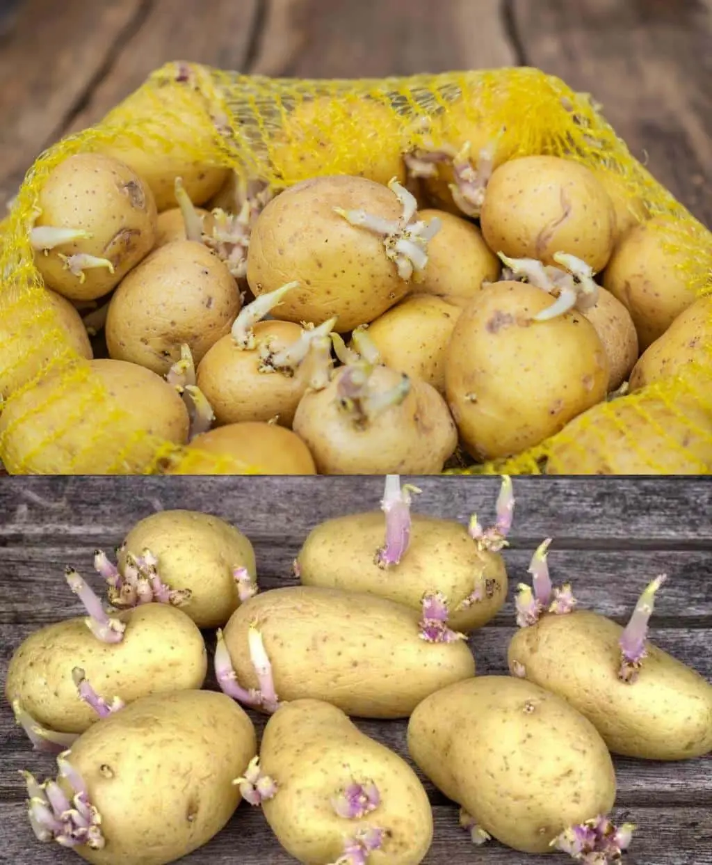 Comment conserver les pommes de terre 3 astuces pour eviter quelles ne germent.jpg