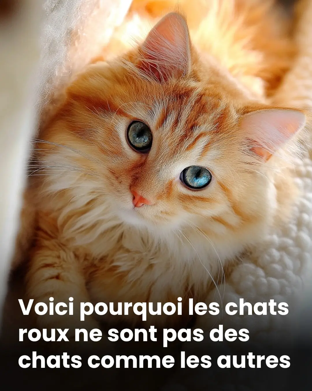En quoi les chats roux sont differents des autres chats.jpg