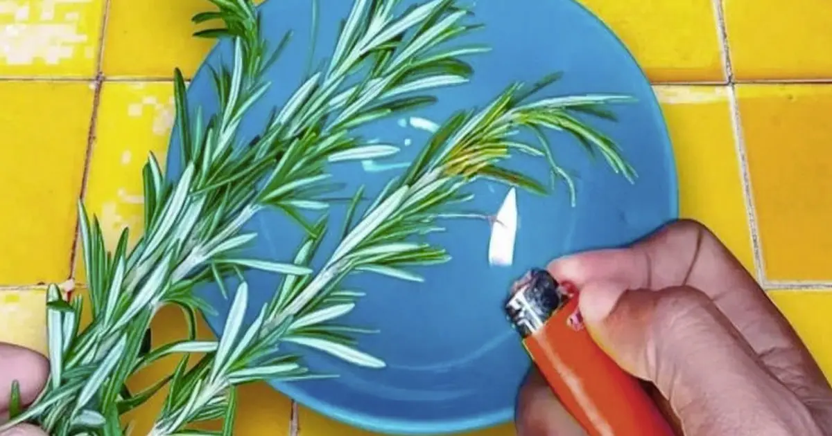 Les incroyables bienfaits du romarin brule a la maison.jpg