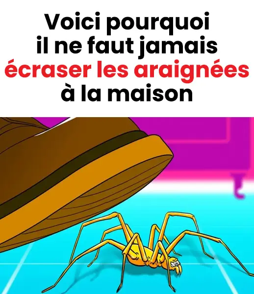 Voici pourquoi il ne faut jamais ecraser les araignees a la maison.jpg