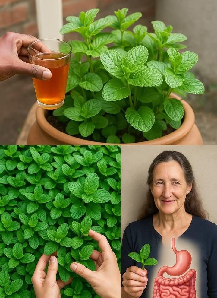 556879138 2602571476773104 2637232967857911778 n