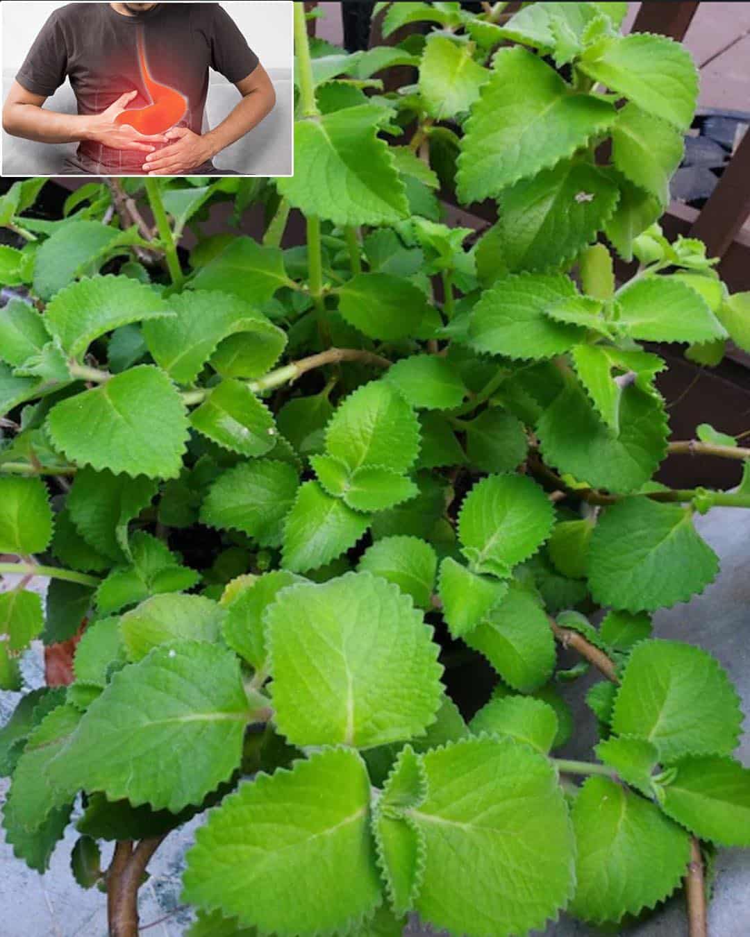 7 bienfaits de lorigan