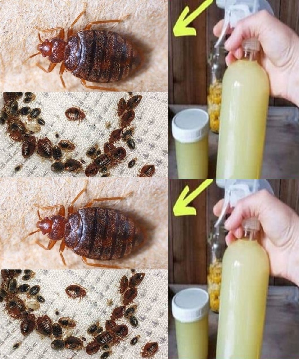 Des moyens efficaces pour eliminer rapidement les punaises de lit les cafards et les mouches des fruits