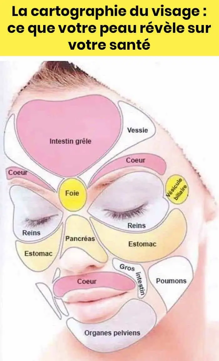 La cartographie du visage ce que votre peau devoile sur votre etat de sante.jpg