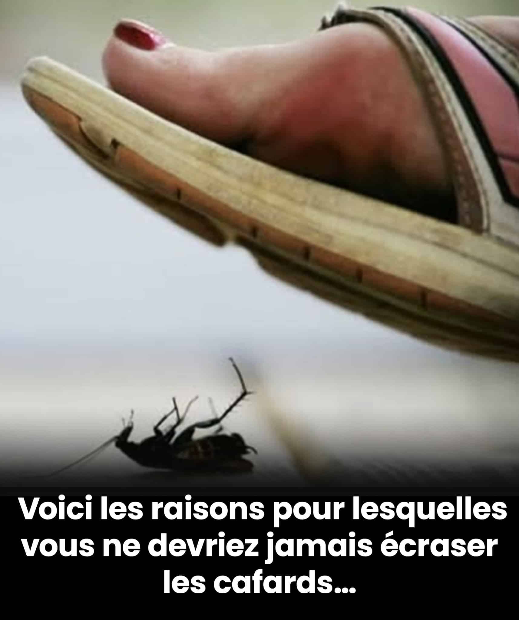 Pourquoi vous ne devriez pas marcher sur les cafards