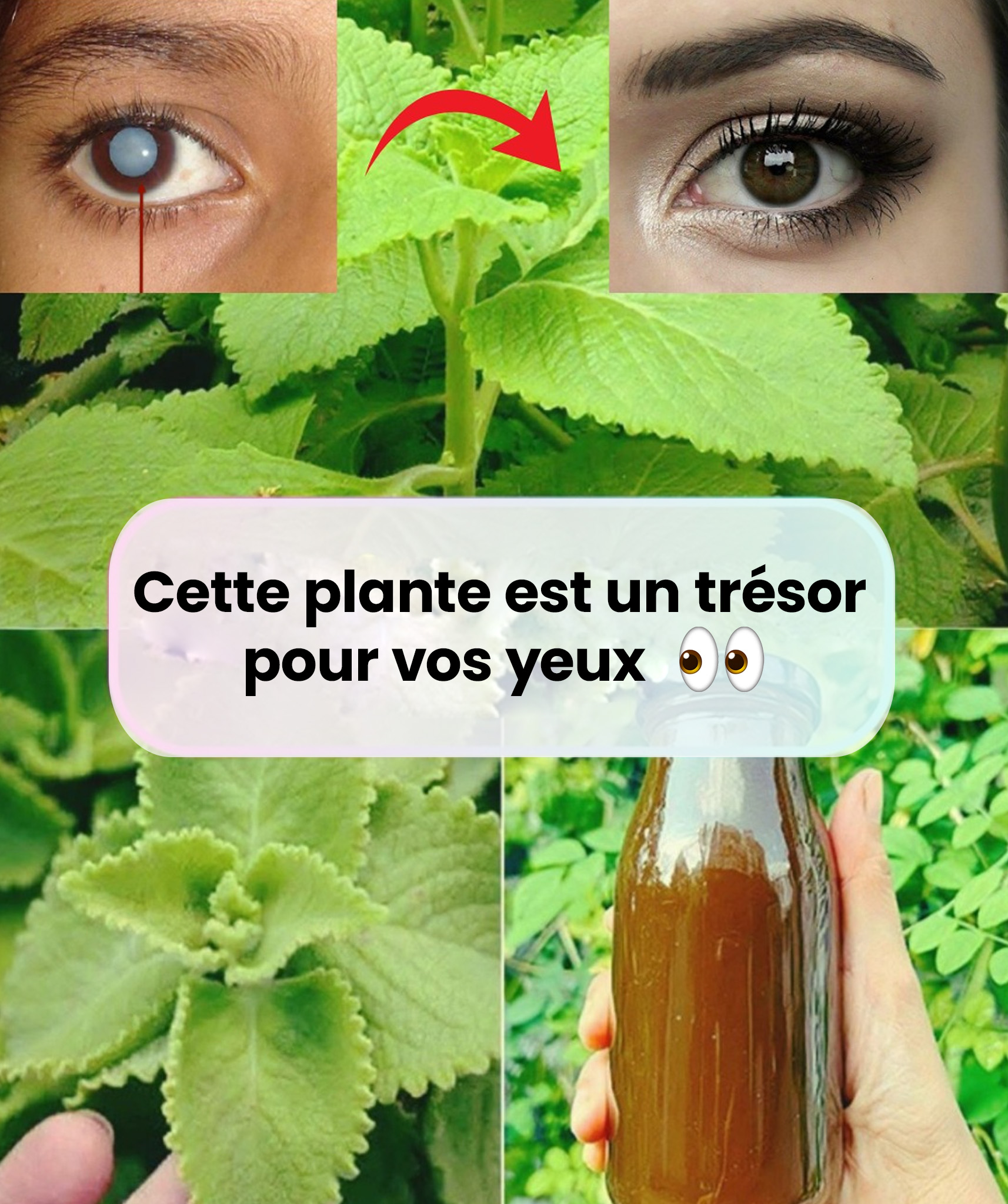 Remedes maison pour ameliorer la vision a base dorigan