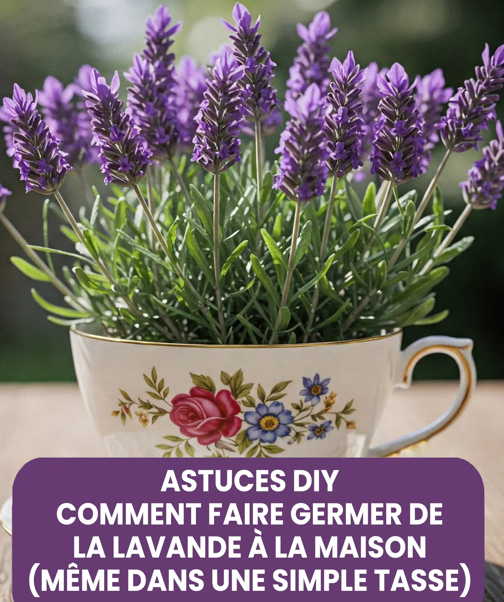 Comment faire pousser de la lavande en pot le secret pour parfumer naturellement toute votre maison.jpg