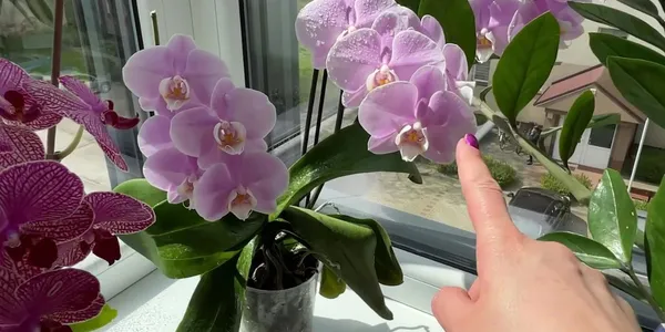 Jak podlewac storczyka