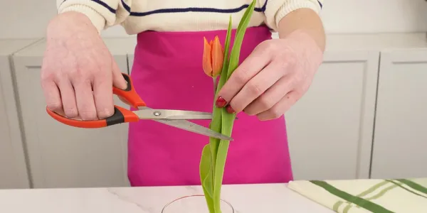 Jak przycinac tulipany do wazonu