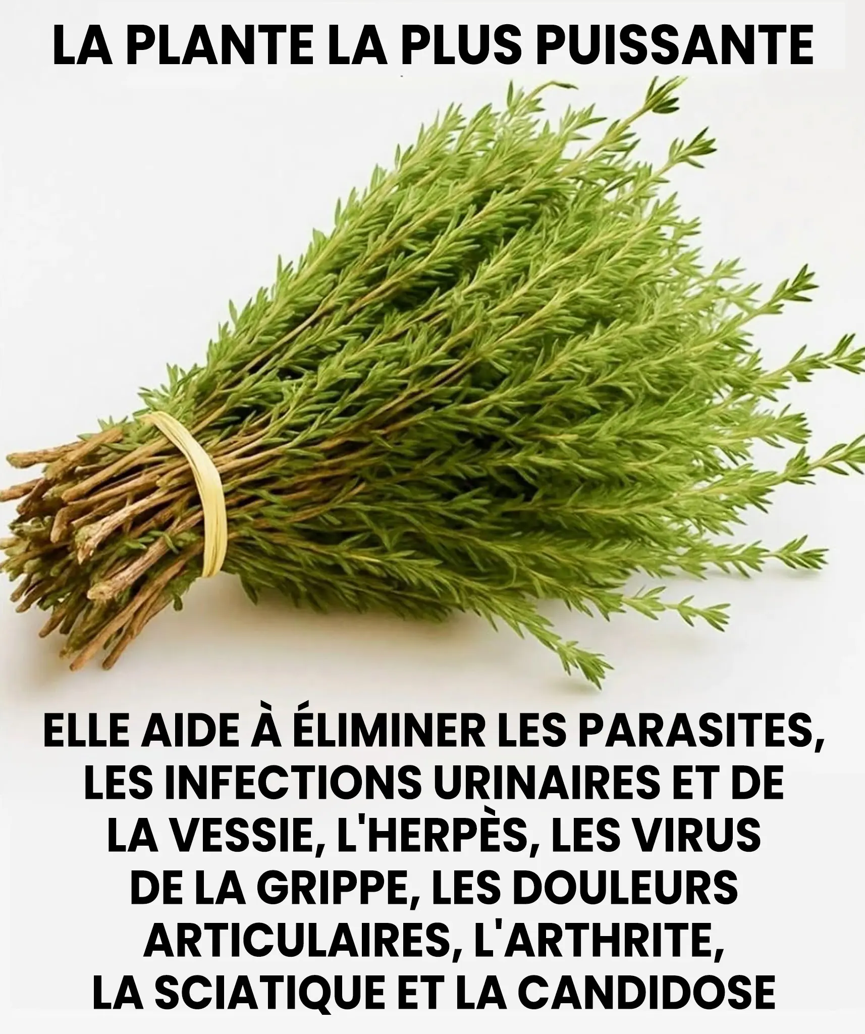 Le thym petite plante mais grand remede protege naturellement le corps contre les virus les parasites et linflammation.jpg (1)