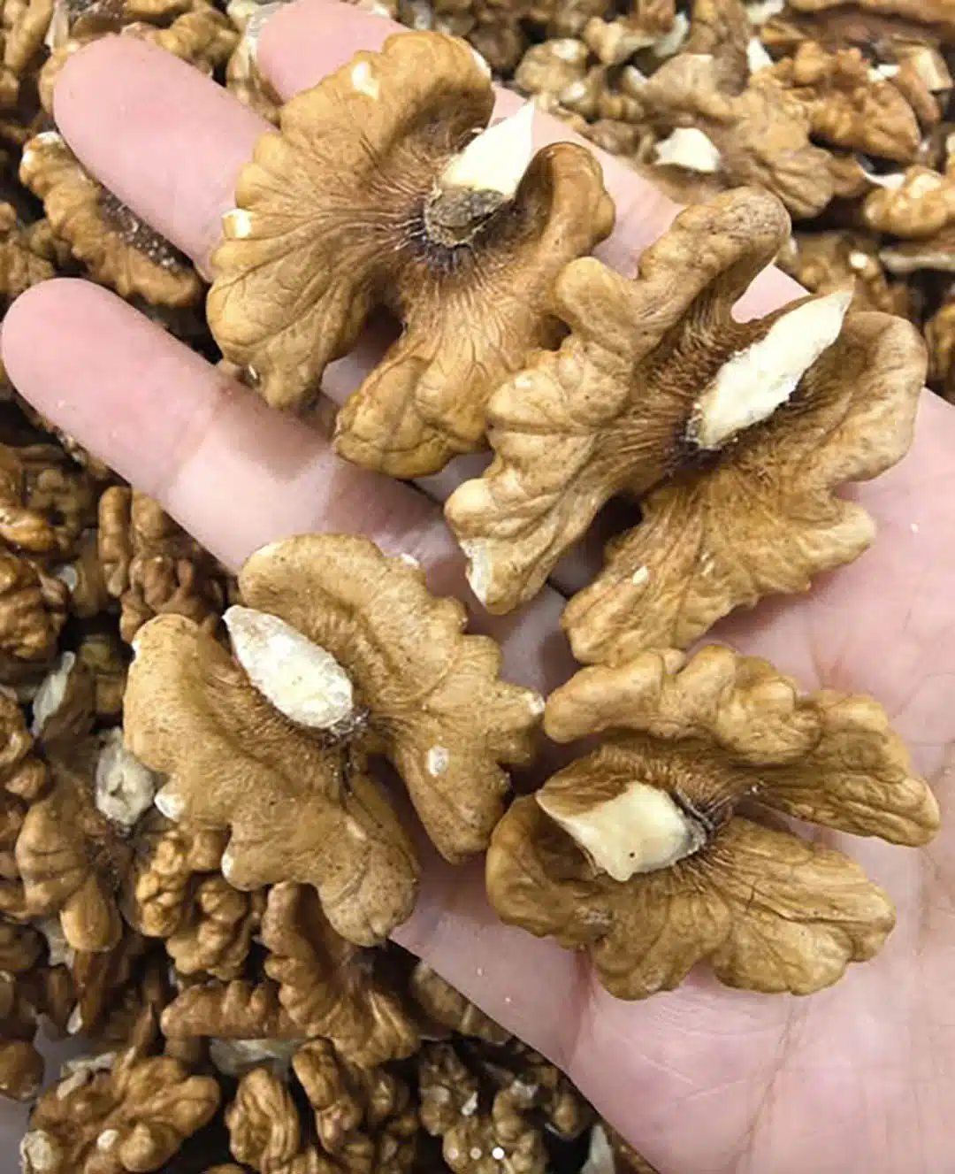 Les bienfaits prouves des noix sur la sante quantite ideale a consommer et plus encore selon la science.jpg