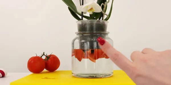 Pomidor do przesadzania storczyka