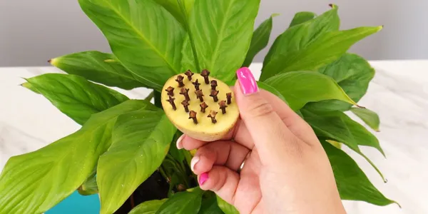 Ziemniak i gozdziki do podlewania kwiatow