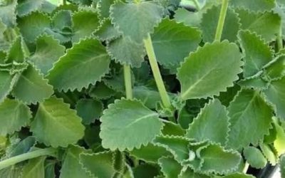 631533737 2256503775745565 4080678077669702193 n