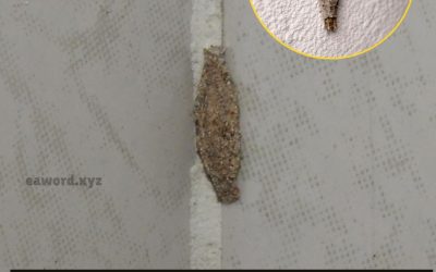 634021768 2119257458826274 8083770853140101147 n